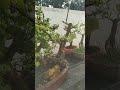 jade bonsai forest #bonsai #bonsaiforest