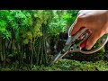 What Became of the Bamboo Forest