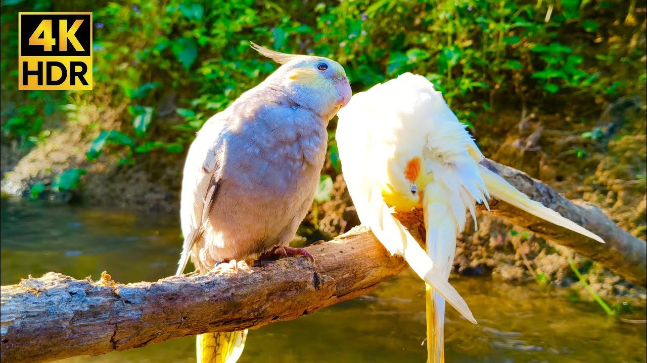 Adorable Cockatiels Preening in Golden Sunlight (1 HR) - Relaxing Bird Sounds & Nature Ambience [4K]