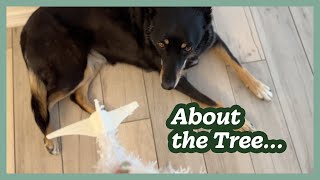 Christmas Tree + Birthday Cake | Crafty Vlogmas Day 2
🩵 Support My Channel on Patreon: https://www.patreon.com/sealemon
💛 Become a YT Channel Member: https://www.youtube.com/channel/UCGbxOeCBuGSsKvt4g9lEv3A/join
THINGS MENTIONED
• Previous Vlogmas vid: https://youtu.be/O1qU6hDKGAw
• My Etsy shop*: https://bit.ly/4ci1TU7
• Passport Tea: https://www.passportcoffee.com/collections/tea-3
• Nestle Instant Coffee*: https://amzn.to/4ag9pMr
• DIY Cardboard Star Tree Topper: https://youtu.be/IKR4u5ZnB04
• @PreppyKitchen https://youtu.be/o9CMiMhaKlY
📦 Shop My Favorite Supplies on Amazon*: https://www.amazon.com/shop/sealemon
🛒 Shop Craft Supplies & Tools on Etsy*: https://bit.ly/4mz8HjI
🛍️ My Etsy Shop*: https://bit.ly/4ci1TU7
📄 My Scrapbook Paper Shop: https://www.zazzle.com/sealemon
ABOUT
👋 Hello, its Jennifer from Sea Lemon! This channel focuses on DIY beginner-friendly book related arts & crafts. We’ll also explore painting, upcycling, and other creative curiosities. Subscribe for new ideas https://www.youtube.com/channel/UCGbxOeCBuGSsKvt4g9lEv3A and follow me on https://instagram.com/sealemon or https://tiktok.com/@heysealemon
✳️ Disclaimers: Links above marked with (*) are affiliate links, which means I may earn revenue or credits (at no extra cost to you) via those affiliated sites. Music credits: Epidemic Sound
CHAPTERS
0:00 Errands
01:27 Tea & Coffee
3:33 Christmas Tree
6:23 Birthday Cake Christmas Tree + Birthday Cake | Crafty Vlogmas Day 2