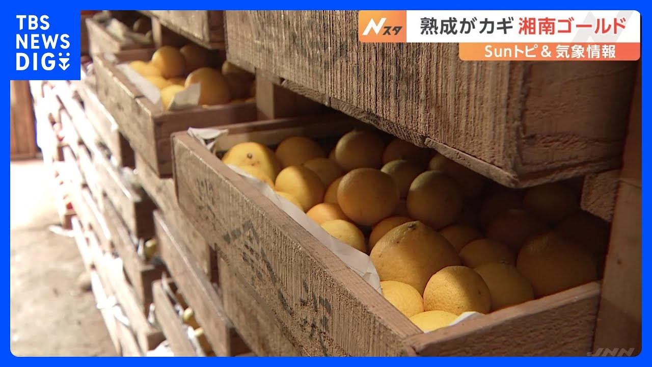 湘南ゴールド」ってどんな果実？味は？長期間熟成が甘さのカギ【Sun