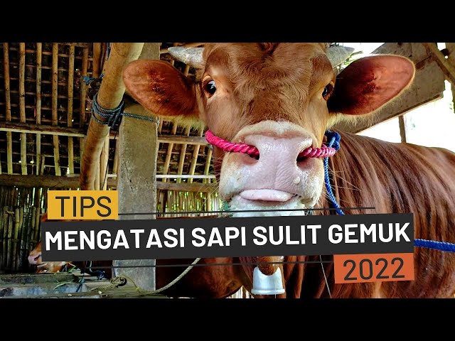 TIPS MENGATASI SAPI SULIT GEMUK (2022) class=