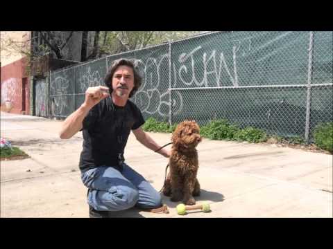 service-dog-&-retriever-training,-the-walking-hold.-no-treats-or-food