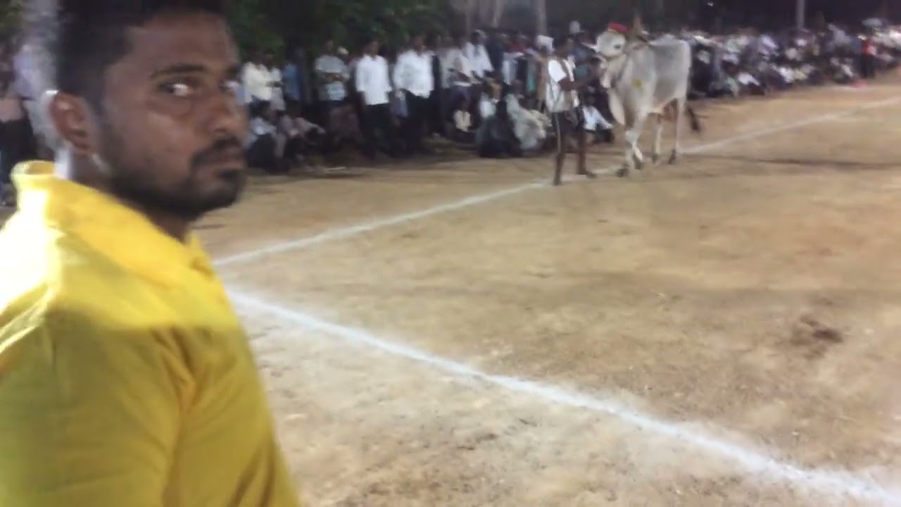 Senior Category TPR Bulls