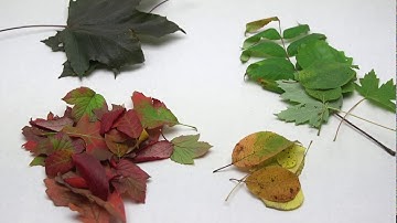 See the Hidden Colors in Leaves