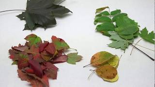 See the Hidden Colors in Leaves