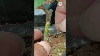 How To Bud Roses #Budding Technique #shorts