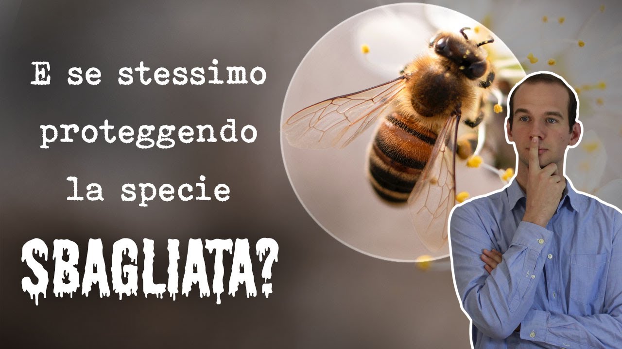 Le API sono DAVVERO in PERICOLO?