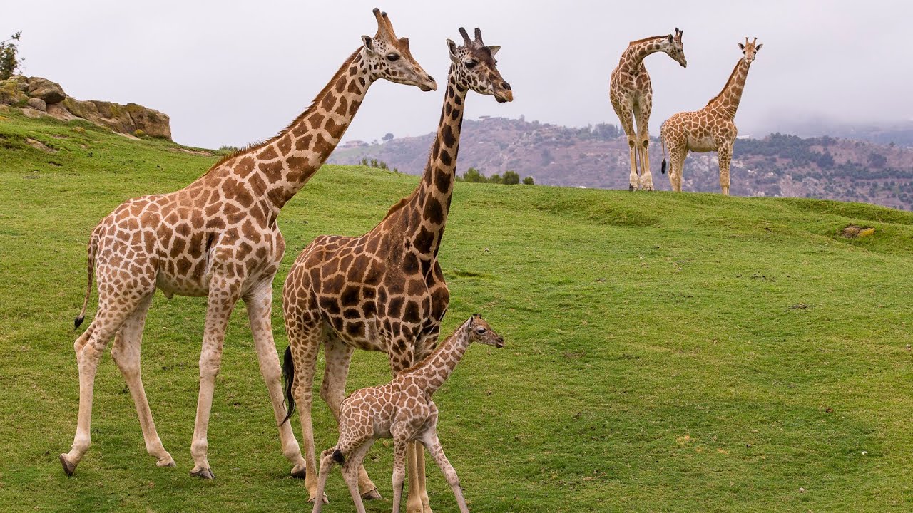 san diego zoo safari park webcam