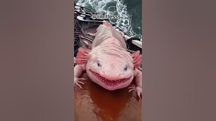 giant salamander #salamander #giant #giantsalamander #fish #reaction #shorts #fyp