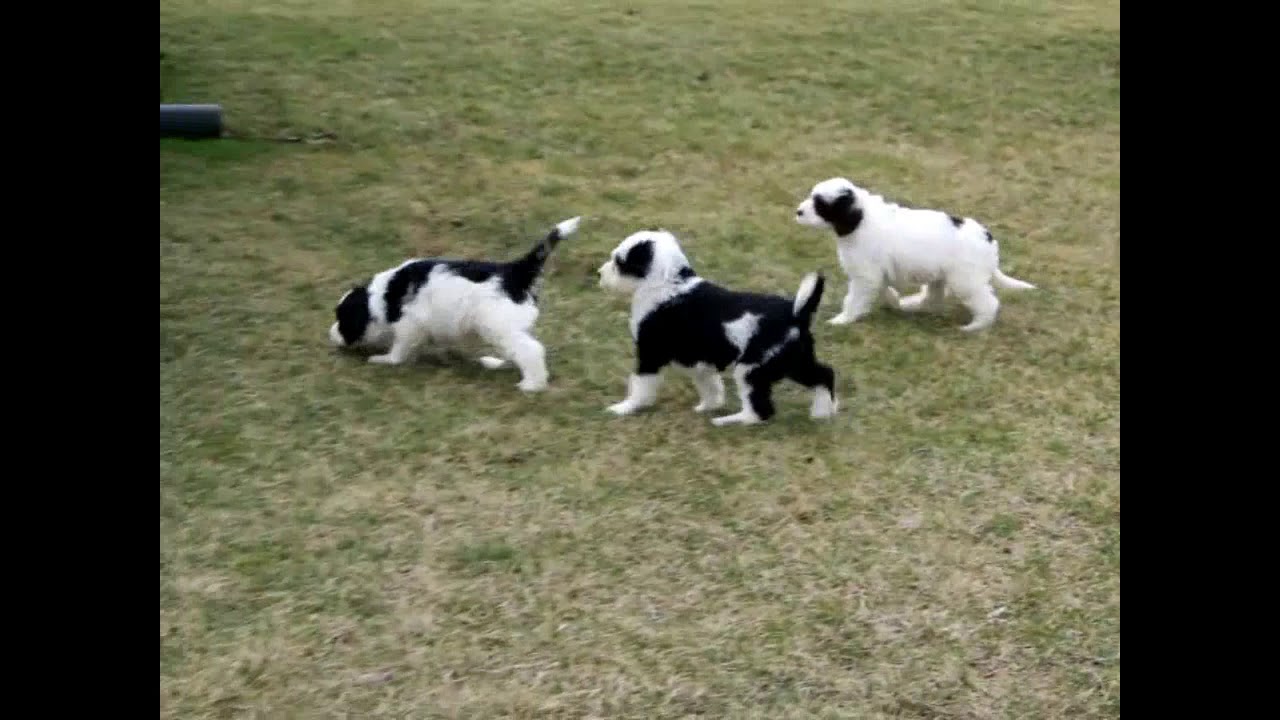 Portuguese Water Dog Puppies For Sale - YouTube