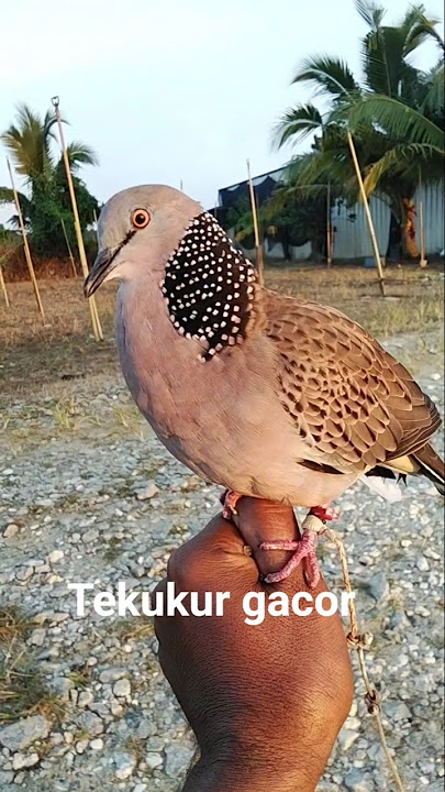 pikat tekukur rajin dan gacor 2925 #pikattekukur #tekukurrajin #mp3suaratekukur #tekujur2025