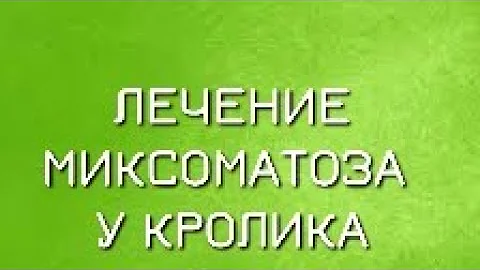 КАК ЛЕЧИТЬ МИКСОМАТОЗ У КРОЛИКОВ. ПРИЧИНЫ И СИМПТОМЫ МИКСОМАТОЗА, ПРОФИЛАКТИКА, ЛЕЧЕНИЕ МИКСОМАТОЗА
