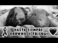 🖤 Lo que ha estado pasando: Fallecimiento de Brownie y Trisqui 🐹🐹🌈✨ ¿El fin del canal? + Homenaje 💕