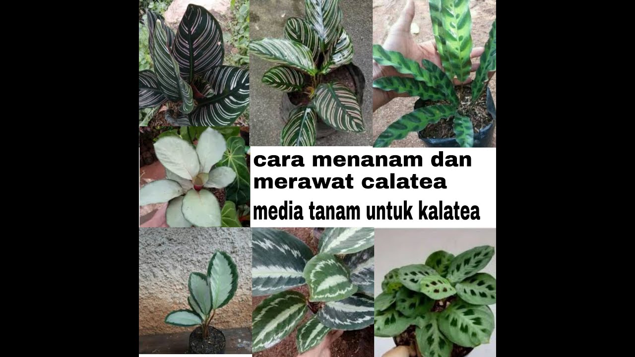 Cara Menanam Dan Merawat Kalatea Youtube