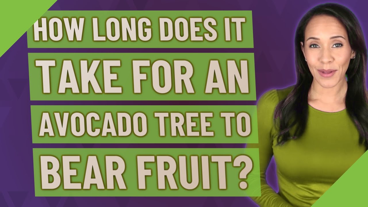How long does it take for an avocado tree to bear fruit? - YouTube