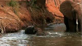 Baby Elephant in Africa: A Life Story by AEFFonline 40,398 views 11 years ago 2 minutes, 13 seconds