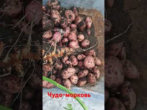 4 сентября, #копаем