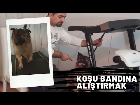 Video: Köpekler İçin Koşu Bandı İyi Bir Fikir Mi? Tamamen İncelenmiş