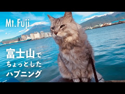 【ハル猫】ことりのあそびば あそぶぼー 250510 - YouTube