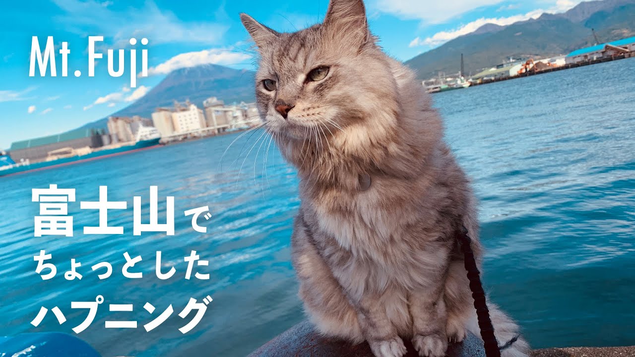 大きい猫と日帰りドライブ旅行 富士山 猫と行けるスポット/Drive to Mt. Fuji with CAT HAL