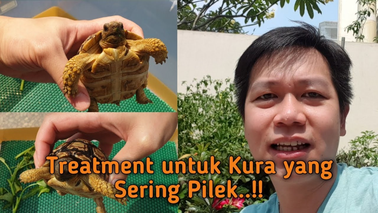 TREATMENT untuk Kura yang Sering Pilek || Cara Mengobati Kura Flu Pilek