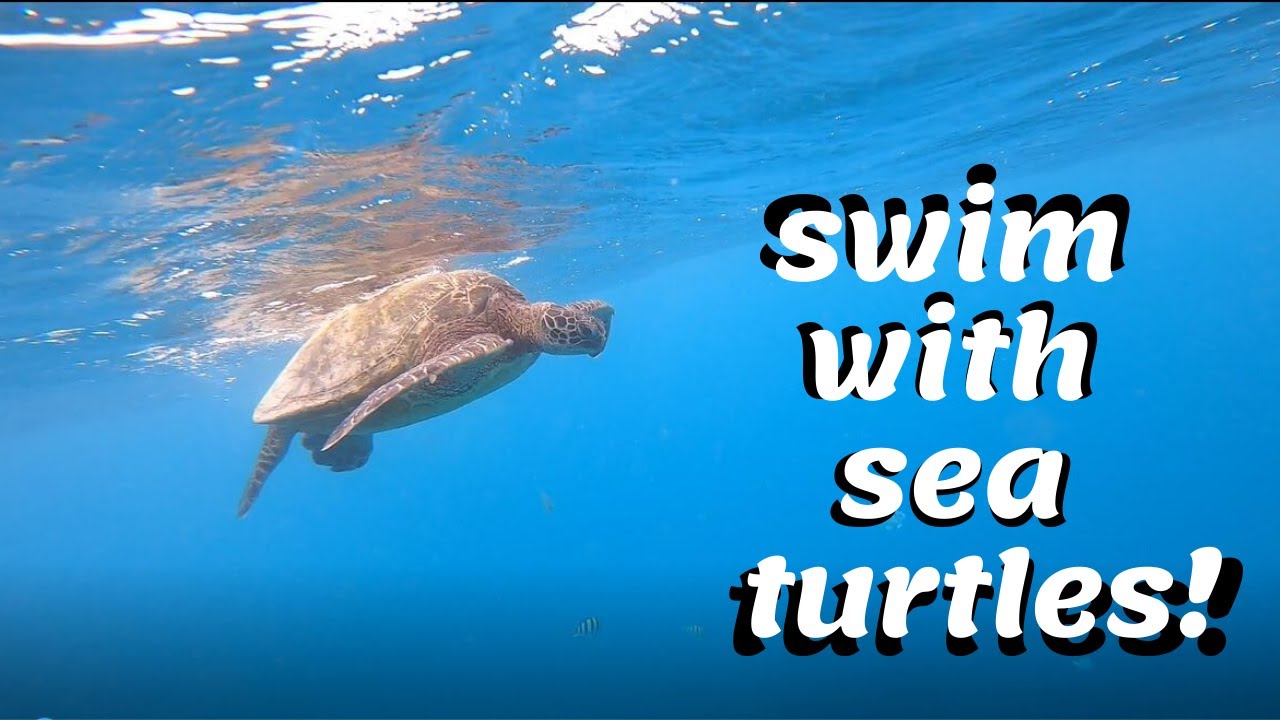 Catching Sunrise Snorkel with Turtles Honolulu Day 3 (Part 1) YouTube