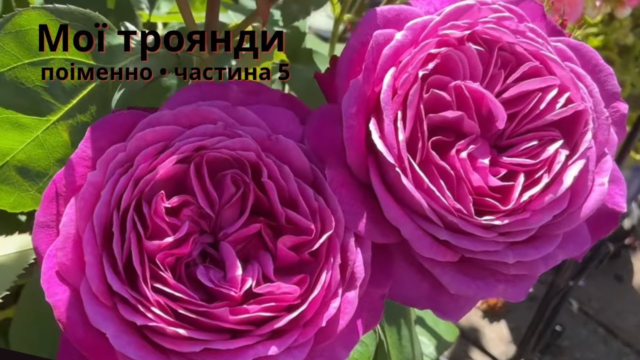 Мої троянди поіменно. Частина 5: Трояндові портрети в кольорах серпня 11/08/2025