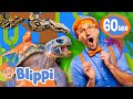 Blippis amazing encounter with reptile buddies  blippi educational colors song