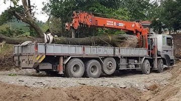 Xe cẩu tự hành cẩu và chở cây