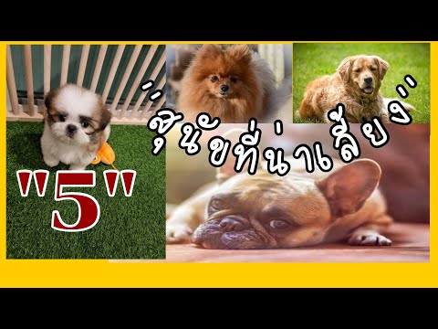 วีดีโอ: ห้าสายพันธุ์สุนัขน่าเกลียด