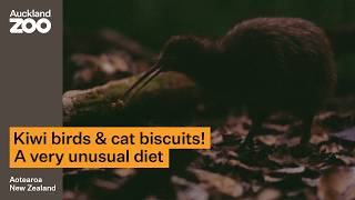 Cat biscuits and currants…whats in the kiwi diet?