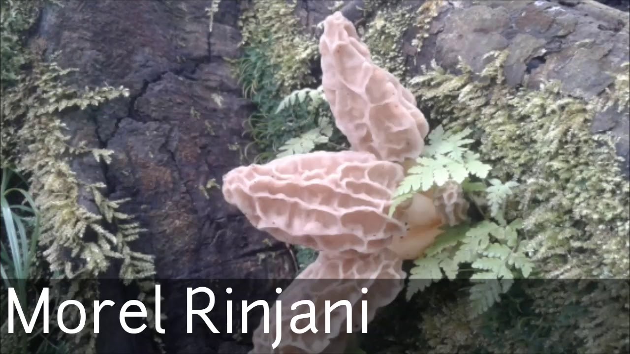 Jamur termahal di dunia (Morel Rinjani) YouTube