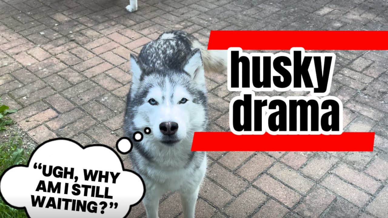 Akim vs Ayla: The Fluffy Drama