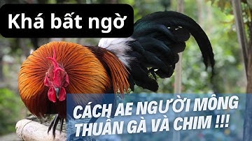 #2 Trải nghiệm đi tìm gà rừng mồi trên vùng cao || Gà Rừng Tây Bắc #garungtaybac