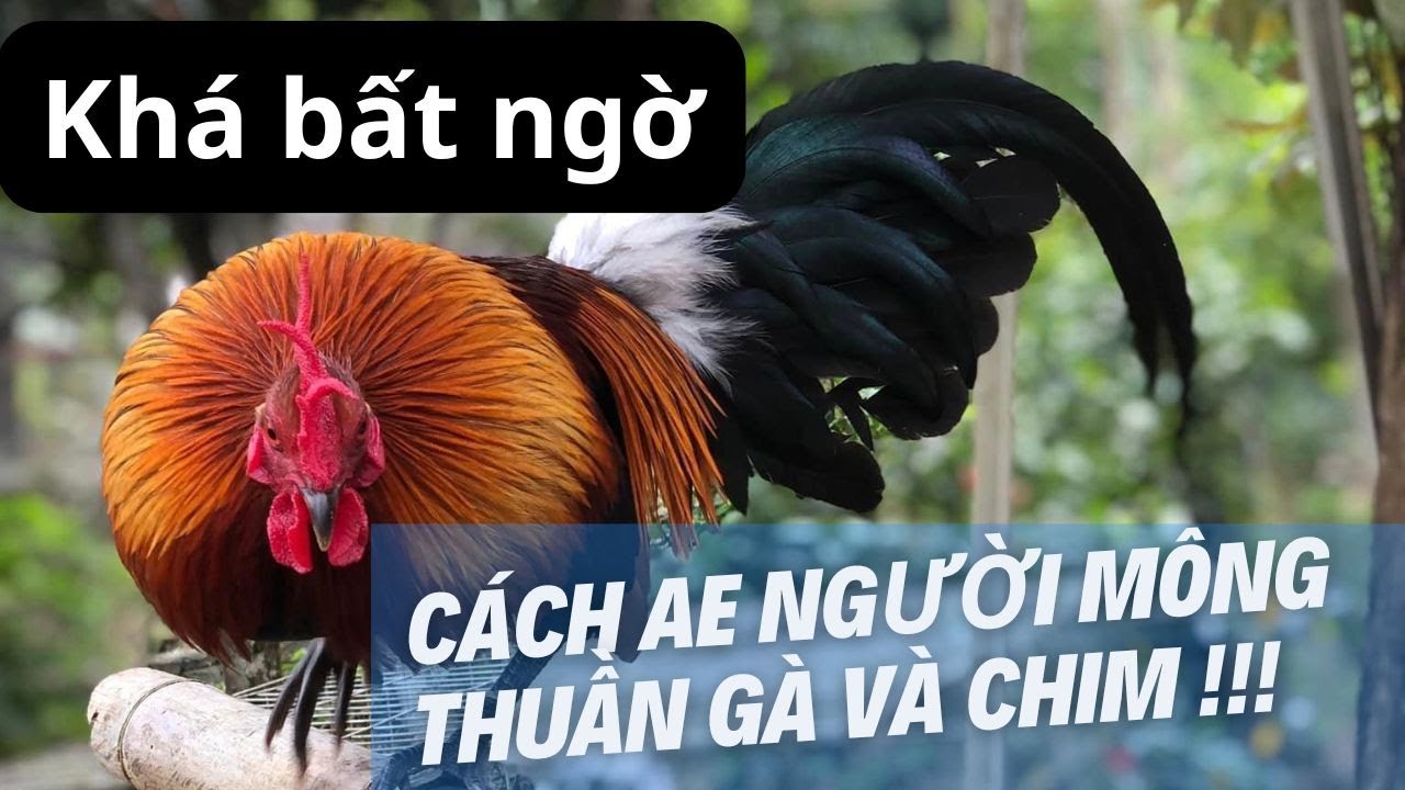 #2 Trải nghiệm đi tìm gà rừng mồi trên vùng cao || Gà Rừng Tây Bắc #garungtaybac