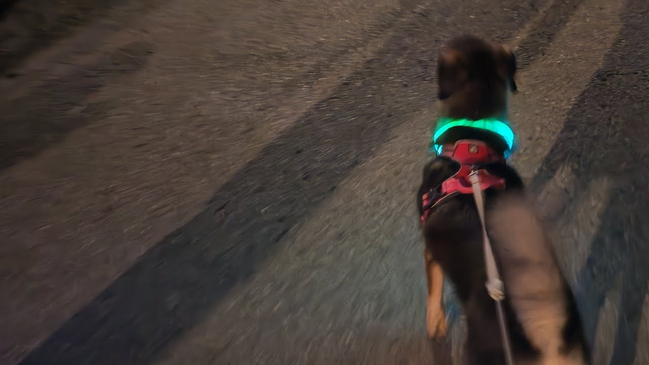 Gute Nacht Gassi nach 3 Tagen 😷🤓