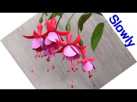 Video: Bát Nhiều Màu Fuchsia