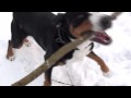 Walking with the Greater Swiss Mountain Dog - Großer Schweizer Sennenhund