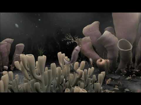 the Burgess Shale