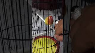 Burung Lovebrid Roro Ayu Konslet