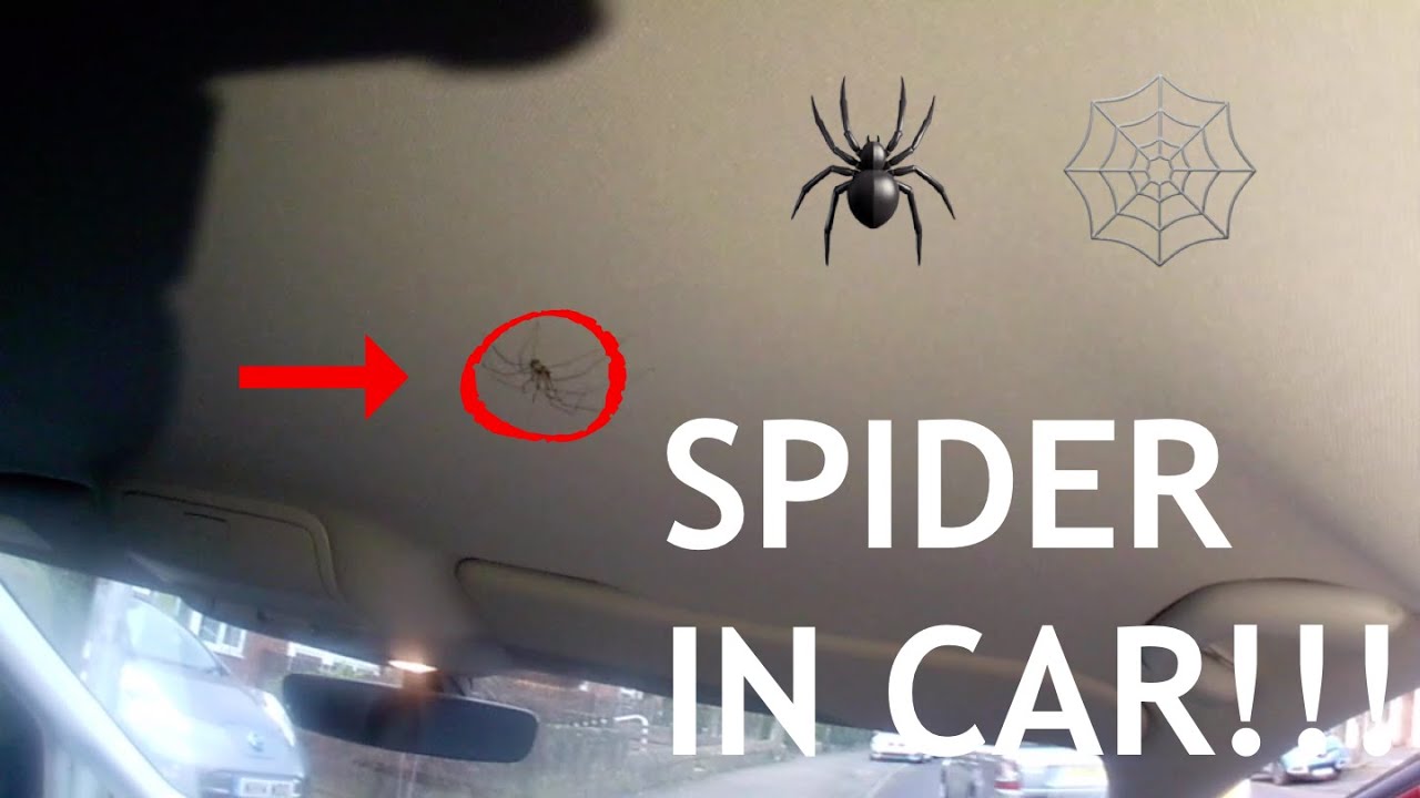 WE FOUND A MASSIVE SPIDER IN OUR CAR!!! 😱🕷 YouTube
