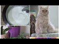 How to make yoghurt at home || meet smoothie the cutie