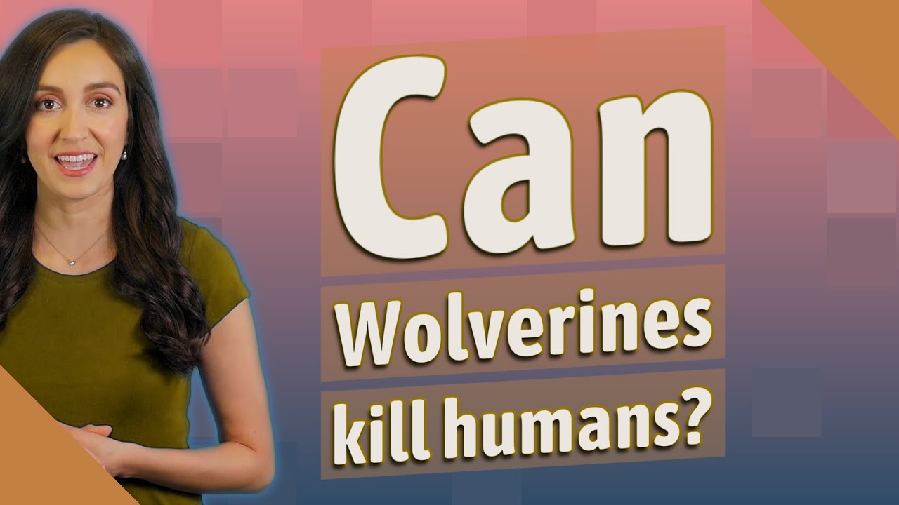 Has A Wolverine Ever Killed A Human?