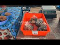 Pasar Borneo di Johor?? #cinematic