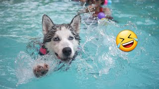 Funny husky dog ​​videos 😂 Best compilation 🔥