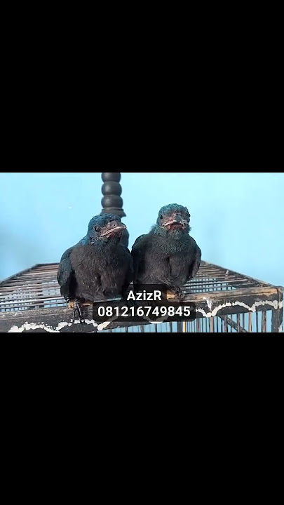 Sangat Langkah, lolohan cucak biru/cucak gadung ori 1 sarang 😱