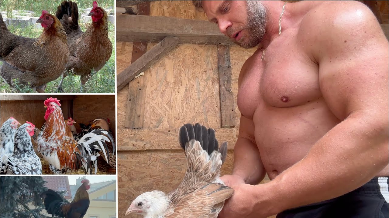 Co on tam hoduje? Hodowla Drobiu ozdobnego Przemka vol. 7