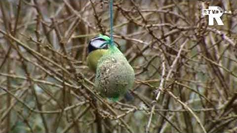 Regiogenoten tellen vogels in de tuin