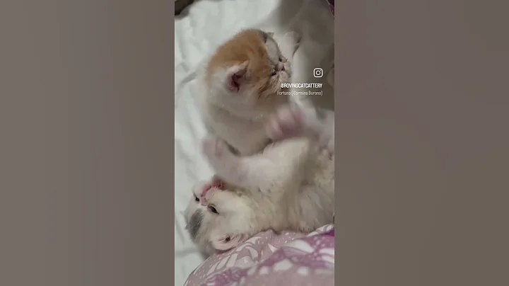 Video 11577151: exotic shorthair kitten, fight